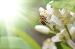 leçon de l'abeille butineuse
