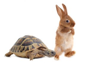 le lèvre et la tortue